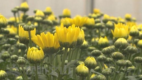 辛巴助力硯山花卉產業，綻放美麗經濟新篇章